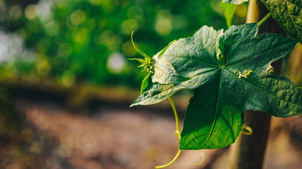 Softening Your Luffa Sponge: The Complete Guide to Gentle Natural Exfoliation 3 Loofah Guide Egyptian Natural Loofah Sponges Banner EGEXO The Complete Guide to Loofah Sponges
