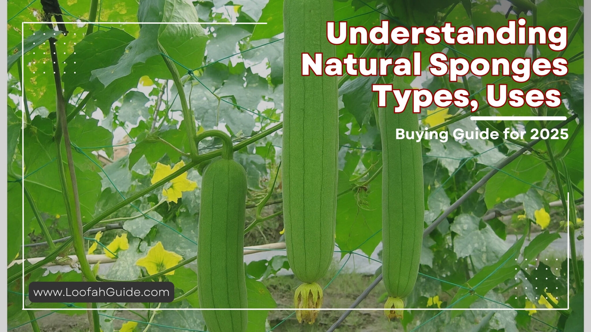 Natural Sponges Explained: Types, Uses and Buying Tips 2025