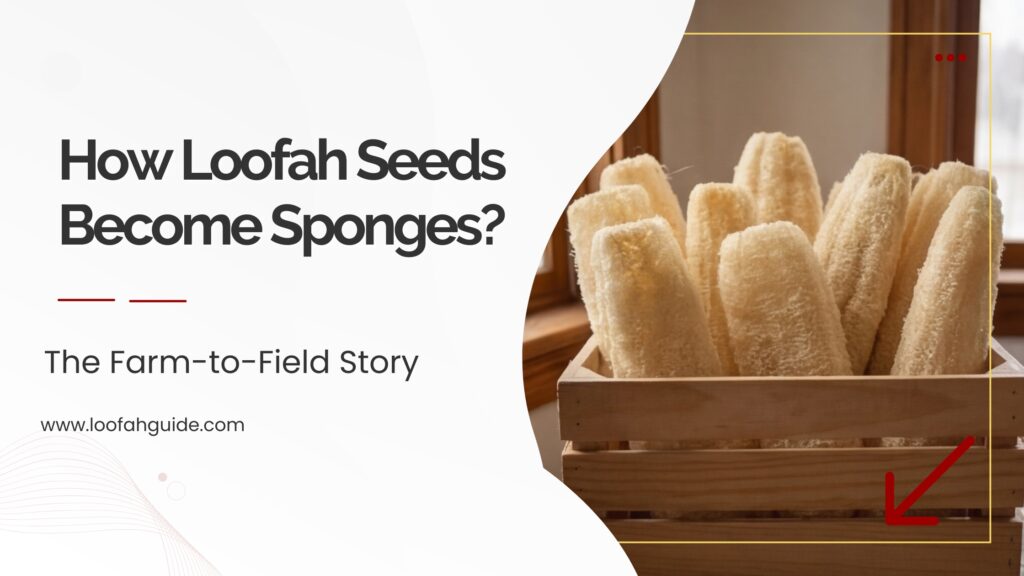 From Loofah Seeds to Natural Sponges: The Complete Growing Journey 4 Loofah Guide From Loofah Seeds to Natural Sponges | Complete Growing Journey Guide