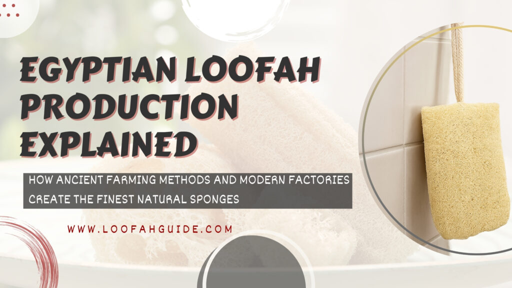 Egyptian Loofah Production Explained | Complete Guide 2026