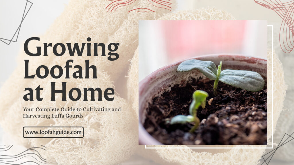 Grow and Harvest Your Loofah Gourds at Home | LoofahGuide