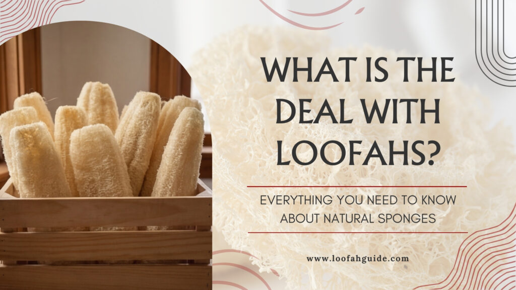 What is the Deal with Loofahs? Ultimate Natural Sponge Guide | 2026