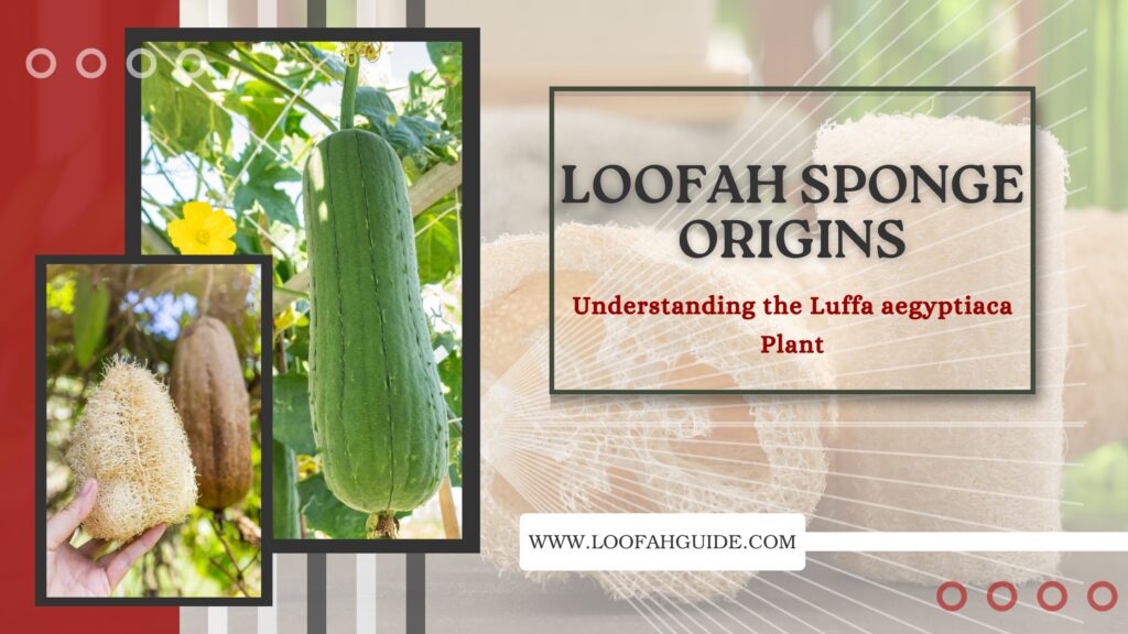 Loofah Sponge Origins: Luffa aegyptiaca Plant Guide | LoofahGuide