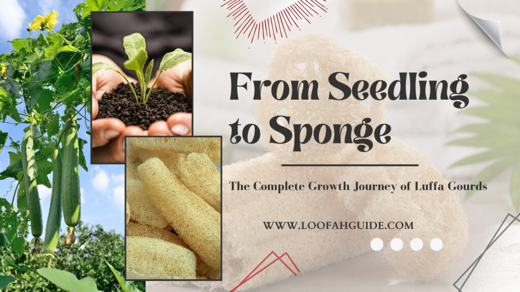 From Seedling to Sponge: Luffa Growth Guide 2026 | LoofahGuide