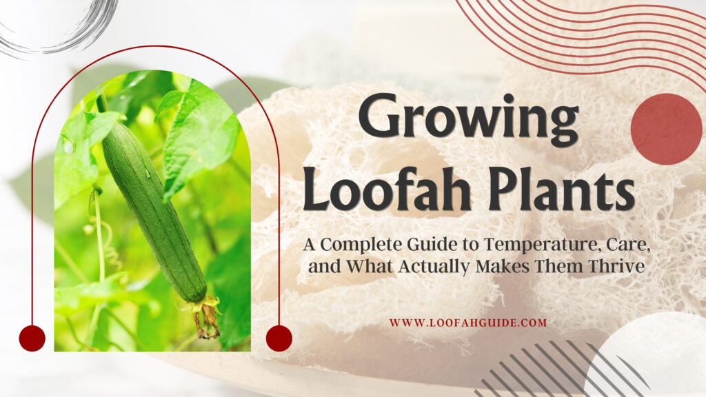 Growing Loofah Plants: Full Care Guide and Temperature Zones 2026