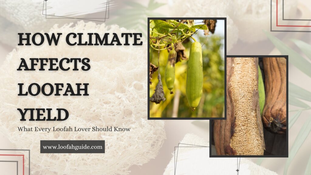 How Climate Affects Loofah Yield | The Complete Grower's Guide 2026