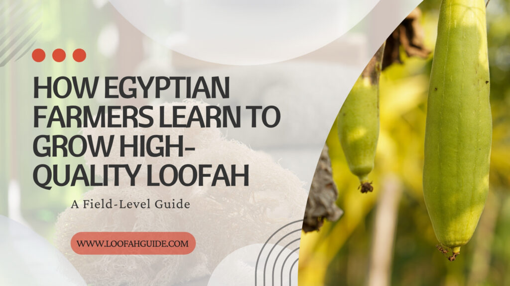 How Farmers Learn to Grow High-Quality Loofah | LoofahGuide 2026